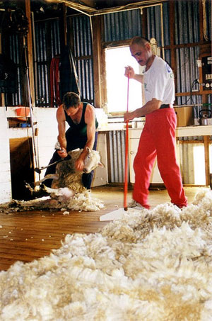 woolhander3.jpg