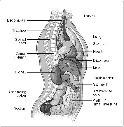 torso2