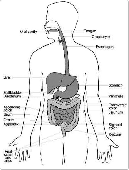 digestion