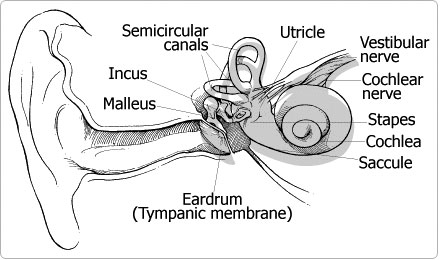 ear