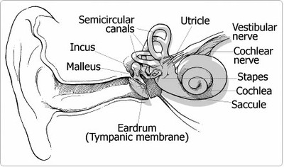 ear