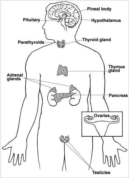 endocrine