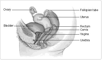 femalereproductive1