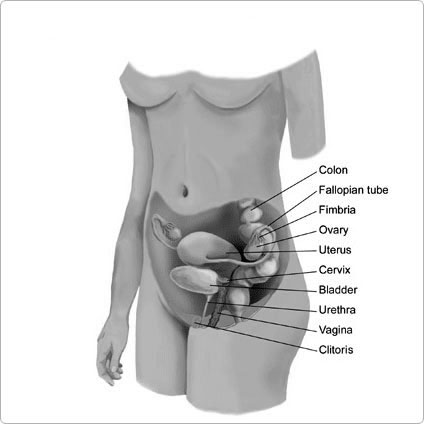 femalereproductive3