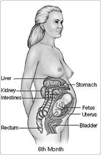 pregnancy6month