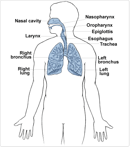 respiratory