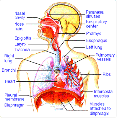 respiratory2