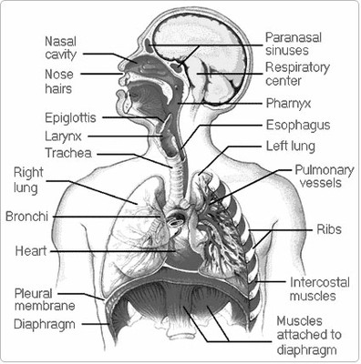 respiratory3