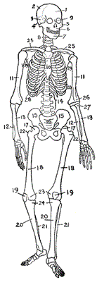 big_bones1