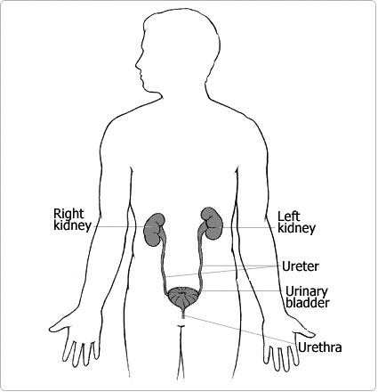 urinary
