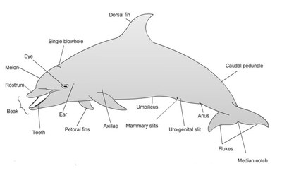 Toothed_Whale.jpg