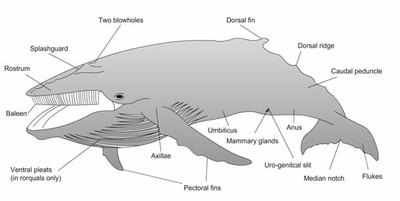 baleen-whales.jpg
