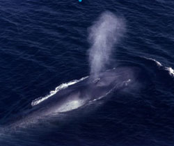 blue-whale.jpg