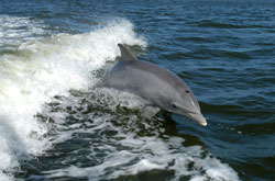 bottlenose.jpg