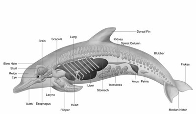 dolphin.jpg