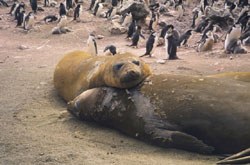 Southern_elephant_seal_1.jpg