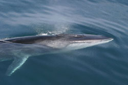 fin_whale.jpg