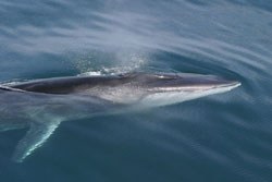fin_whale.jpg