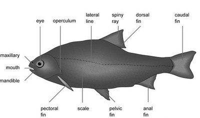 fish