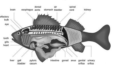 fish2