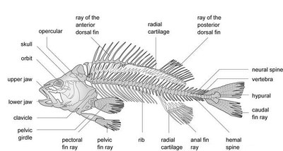 fish3