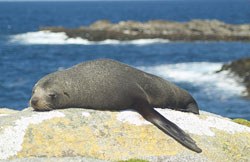 nz-fur-seal_1.jpg