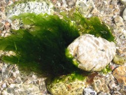 green.jpg