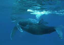 humpback.jpg