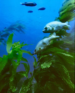 kelp.jpg