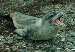 Leopard-seal-2.jpg
