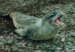 Leopard-seal-2.jpg