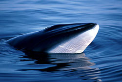 whale_minke2.jpg