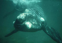 right_whale_calf.jpg