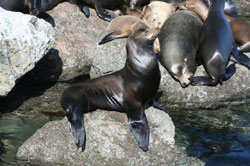 sealion_1.jpg