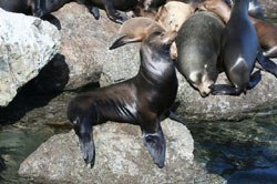 sealion_1.jpg