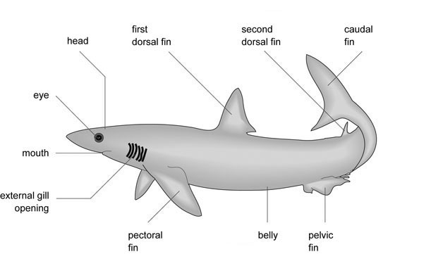 shark1