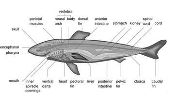 shark2