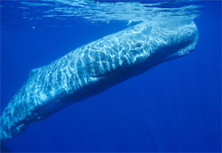 sperm-whale4.jpg
