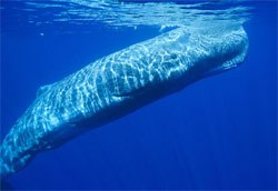 sperm-whale4.jpg
