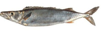 Gemfish (Silver kingfish)