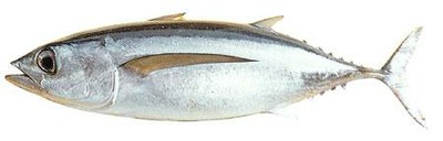 Albacore Tuna