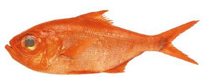 Alfonsino