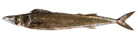 Barracouta