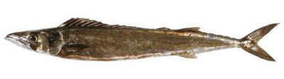 Barracouta