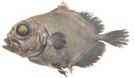 Black Oreo Dory