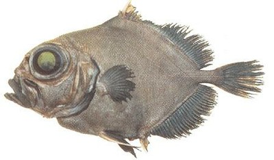 Black Oreo Dory