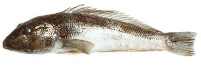 Blue Cod