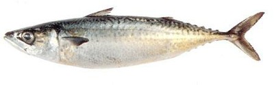 Blue Mackerel