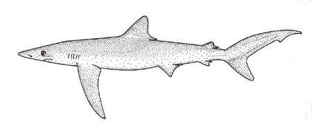 Blue Shark