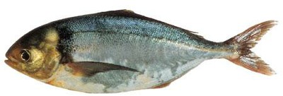 Blue Warehou
